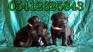 Labrador Yavru Fiyatlari 05412625853