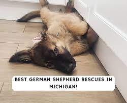 Middle tennessee german shepherd rescue is a 501 (c) (3) charitable organization dedicated to the mission of providing medical care, temperament evaluation, rehabilitation, training and placement of german shepherd dogs and other herding/working breeds. Best German Shepherd Rescues In Michigan 2021 We Love Doodles
