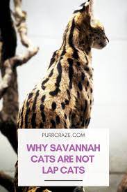 Why Savannah Cats Are Not Lap Cats Purr Craze