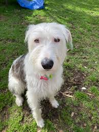 Mazzy the staghound and Clo the Clydesdale