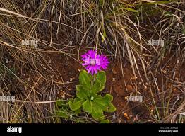 Image result for Gerbera viridifolia