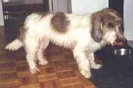 Image result for malý vendéeský hrubosrstý honič