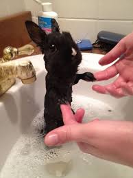 cute animals, funny cute, cute bunny