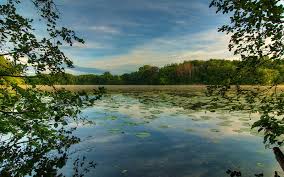 Browse the most recent mankato, minnesota obituaries and condolences. Jensen Lake Lebanon Hills Park Eagan Lilies Bonito Trees Sky Clouds Lake Hd Wallpaper Peakpx