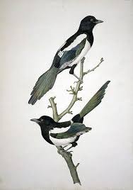 Two Magpies This Composition Magpie Art Artwork Watercolour Drawings