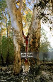 Image result for Eucalyptus tereticornis