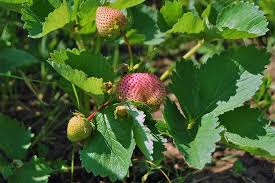 Keep the blooms off until the. How To Plant And Grow Strawberries Gardener S Path