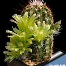 Up to 20% off on select products. 89 Cold Hardy Succulents And Cacti Ideas Succulents Plant Species Plants