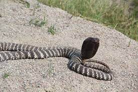 Overnight, police warned that a venomous zebra cobra was on the loose in a northwest raleigh neighborhood. Pin Auf Snake