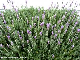 Image result for Lavandula dentata