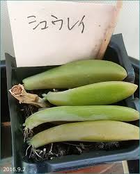 バスケットのイリアand葉挿しその後 M S Small Garden Milky Mamaの小さな庭