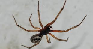 Therefore a wolf spider bite can be as scary as their looks depict!!. The World S Most Dangerous Spiders Warning Graphic Images Cbs News