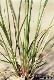 Image result for Aristida effusa