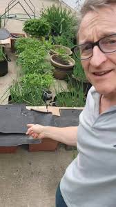 My bean plants were full...then the hares found them. :( Before and  after...hubby put protectors around them.