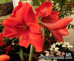 Image result for Hippeastrum sp. cultivars
