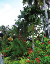 Image result for Eremospatha cuspidata