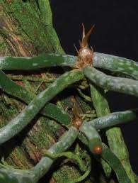 Image result for Microcoelia ornithocephala