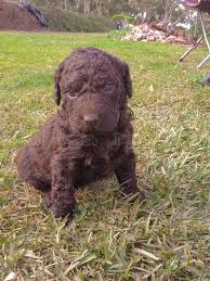 This dog shines in speed, agility, perseverance, and intelligence which are all the reasons it competes in dog sports like flyball. Curly Coated Retriever Puppies For Sale