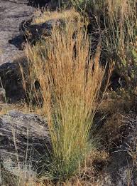 Image result for Hyparrhenia tamba