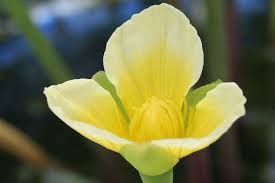 Image result for Limnocharitaceae