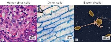 Check spelling or type a new query. Intro To Cells Article Khan Academy