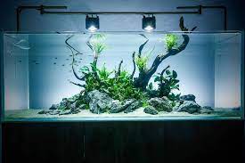 Who Made This Beauty Thanks To Aquascapegoat We Now Know It S Mase By Theaquascaper Ikan Tropis Tropis Akuarium