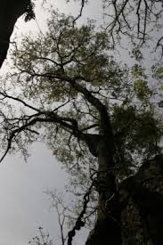 Image result for Albizia glaberrima