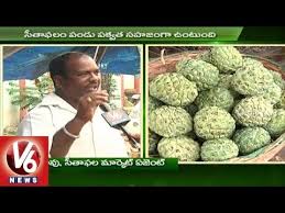 The malay apple or otaheite apple is a close relative to the wax jambu and the rose apple. Custard Apple Farming Techniques Heavy Demand For Custard Apple Sagubadi V6 News Youtube