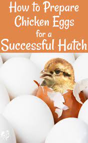 Pre Incubation All You Need To Know Before You Start Hatching Chicks