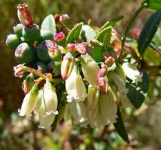 Image result for Vaccinium madagascariense