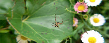 Trying to control a boxelder bug infestation on your own may result in complications and the worsening of pest activity. Benefits Of Hiring A Pest Control Company