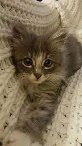 It S Just So Cozy Snuggled Here In Your Nice N Soft Blankie Cute Cats Cats Cute Cats And Kittens