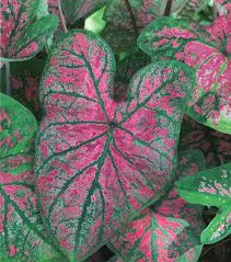 Florida Roselight Caladium Foliage Plants Variegated Plants
