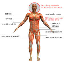 In an attempt to point out the pectoralis major the tutor attempted to flip the cadaver. Sport Elec Co Uk The Electromyostimulation Electrostimulation And Tens Devices Units World Leading Certified Fda And Ce Manufacturer And Online Shop