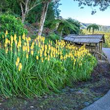 Image result for Kniphofia grantii