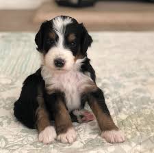 We did not find results for: Beloved Bernedoodles We Are A Boutique Breeder Of Well Loved Home Raised And Health Tested Bernedoodles In Southern California