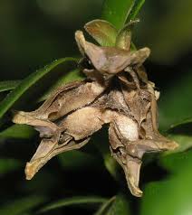 Image result for Buxaceae