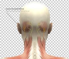 The head rests on the top part of the vertebral column, with the skull joining at c1. Head And Neck Anatomy Human Head Human Body Png Clipart Anatomy Axial Skeleton Ear Face Figurine