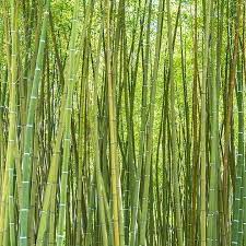 Fun Fact Bamboo Currently Holds The Guinness World Record For Fastest Growing Plant Making It A Sustainable Opt Tree Free Paper Fast Growing Plants Brandless