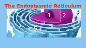 Endoplasmic reticulum function and structure of the cell is found in both plants and animals. Endoplasmic Reticulum Rough And Smooth Er Youtube