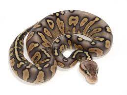 Super Pastel Super Chocolate Morph List World Of Ball Pythons Ball Python Ball Python Morphs Reptiles