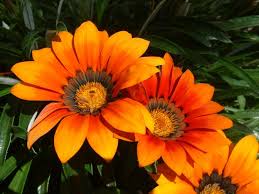 Image result for Gazania krebsiana