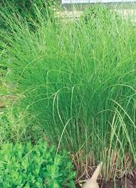 Image result for Miscanthus sinensis