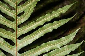 Image result for Drynaria volkensii