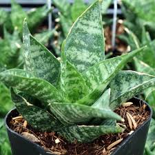 Image result for Sansevieria