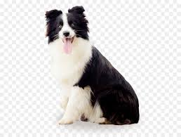 Border collies and shetland sheepdogs are both herding dogs, but they are quite different from one another. Border Collie Australian Shepherd Miniature American Shepherd Rough Collie Hunderasse Border Collie Braun Png Herunterladen 570 672 Kostenlos Transparent Hund Png Herunterladen