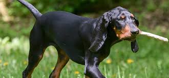This will vary between manufacturer and cooking method. 10 Dogs With Long Droopy Ears Playbarkrun