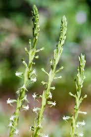 Image result for Habenaria schimperiana