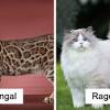 We have over 40 years experience nurturing and caring for our fuzzy felines. Https Encrypted Tbn0 Gstatic Com Images Q Tbn And9gcth2s9zypr4zynujxwqajfidjtf748axcwmuke9m8waceuielna Usqp Cau