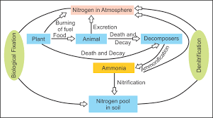 Nitrogen Cycle Biology Topperlearning Com
